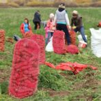 50Pcs Extra Large Mesh Produce Bags, 60 lbs Onion Bag 21” x 32” Reusable Washable Breathable Vegetable Storage Net Bags with Drawstring for Firewood Onions Potatoes Carrot Corn Crawfish - Image 7