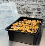 Premium 5-Grain Mushroom Spawn Bags | Sterilized Grain Spawn | Injection Ports | 2 Quarts Each Bag | 2 Bags per Box - Image 6